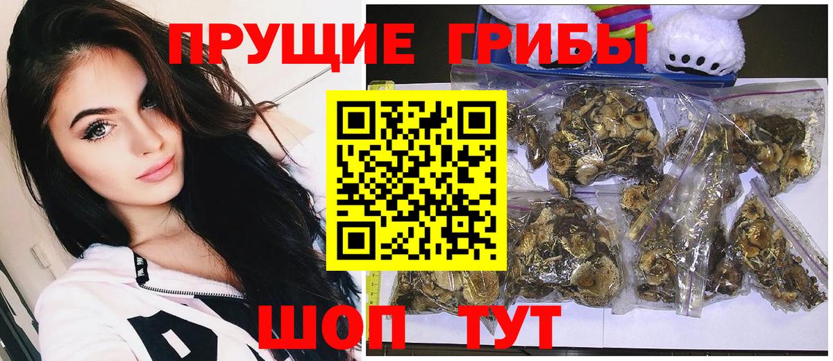 Галлюциногенные грибы Psilocybe Борзя